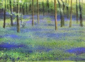 Bluebell Wood