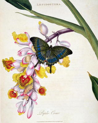 15:Butterfly: Papilo Crino pub. by the artist, 1798 a Edward Donovan