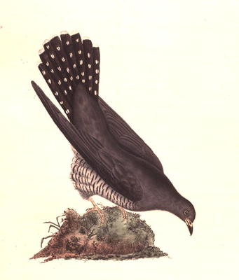 Cuckoo from 'The History of British Birds', 1799 (coloured engraving) a Edward Donovan