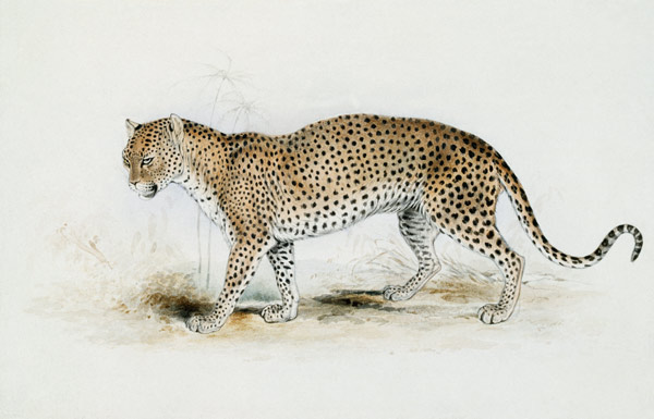 The Leopard a Edward Lear