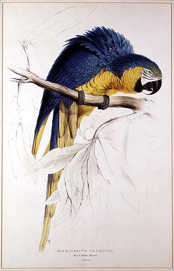 Blue and yellow Macaw a Edward Lear