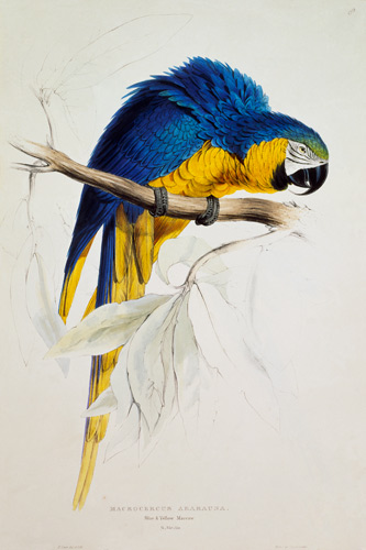 The blue yellow macaw a Edward Lear