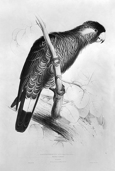 Calyptorhynchus Baudinii, or Baudin''s Cockatoo a Edward Lear