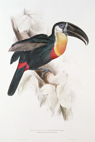 Sulphur and white breasted Toucan a Edward Lear