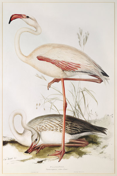 Flamingo a Edward Lear