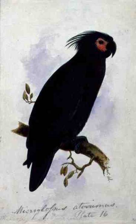 Parrot: Plate 16 a Edward Lear