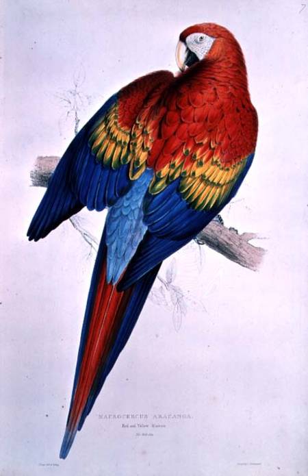 Red and Yellow Macaw (Macrocercus Arancanga) a Edward Lear