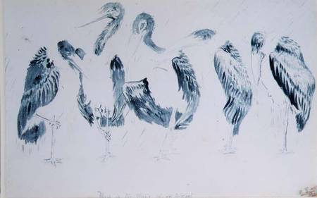 Studies of Storks a Edward Lear
