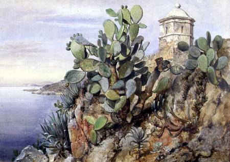 Cactus Opuntia, Monaco a Edward William Cooke