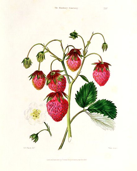 The Roseberry Strawberry; engraved by Watte, pub.T by homas Kelly, London 1830 a Edwin Dalton Smith