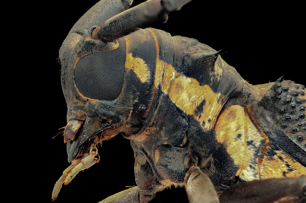 Longhorn Beetle a Edy Pamungkas