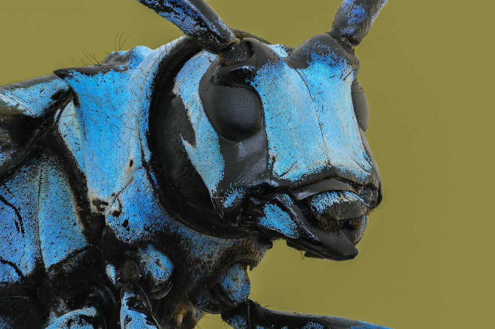 LongHorn Beetle a Edy Pamungkas