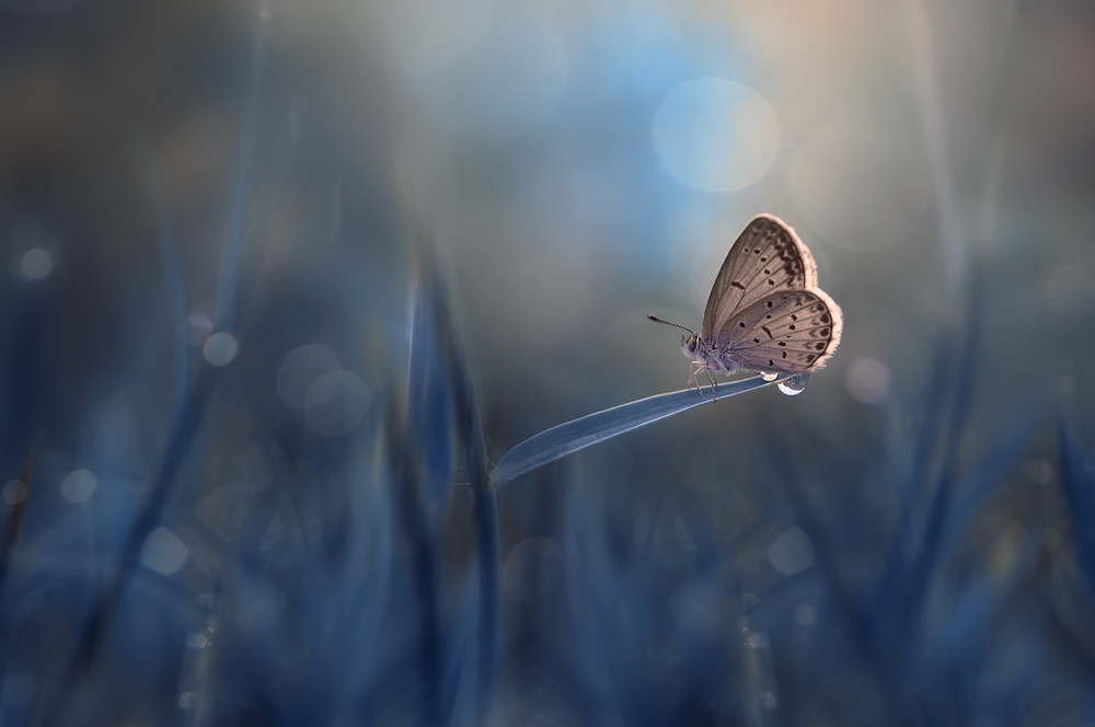 Lonely Butterfly a Edy Pamungkas