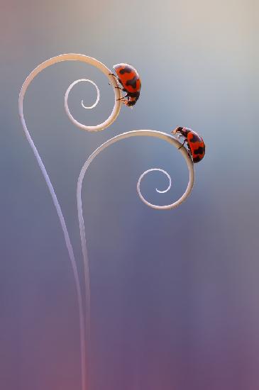 Beautiful Two Ladybug