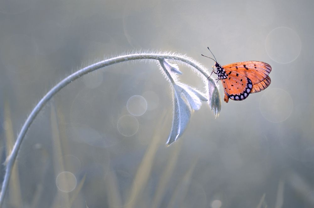 Beautiful Butterfly a Edy Pamungkas