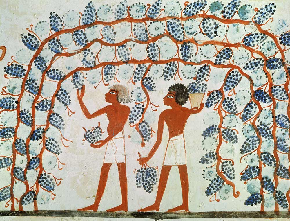 Picking grapes, from the Tomb of Nakht, New Kingdom a Egizi