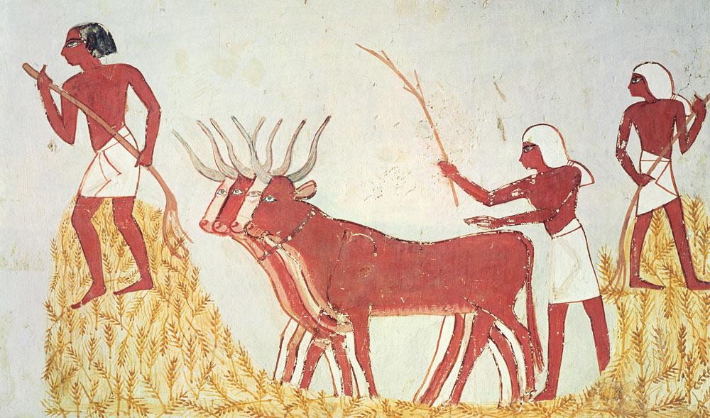 Using cows to trample wheat, from the Tomb of Menna, New Kingdom a Egizi