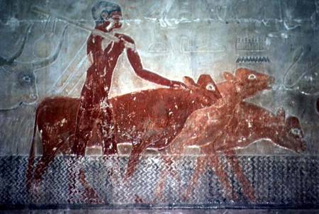 Cattle fording a canal in the Mastaba Chapel of Ti, Old Kingdom a Egizi