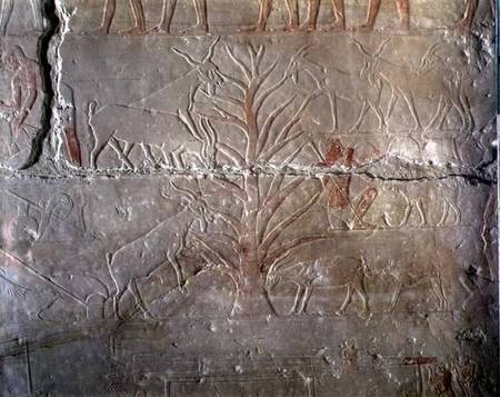 Goats eating a bush, relief from the Mastaba of Akhethotep at Saqqara, Old Kingdom a Egizi