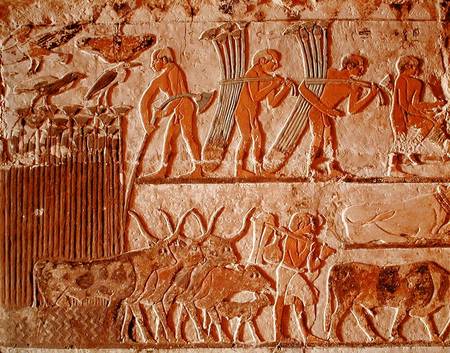 Harvesting papyrus and a group of cows, Old Kingdom a Egizi