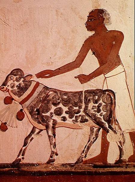 Peasant leading a cow to sacrifice, from the Tomb of Menna a Egizi