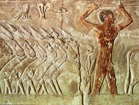 Troup of donkeys, from the Mastaba of Mereruka, Old Kingdom a Egizi