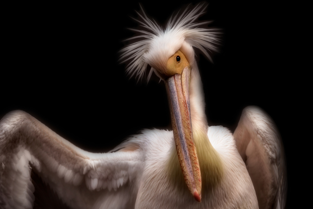 Pelicans portrait a Eiji Itoyama