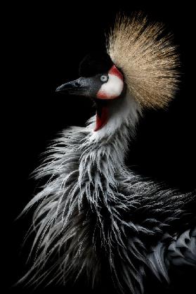 Crowned cranes portrait