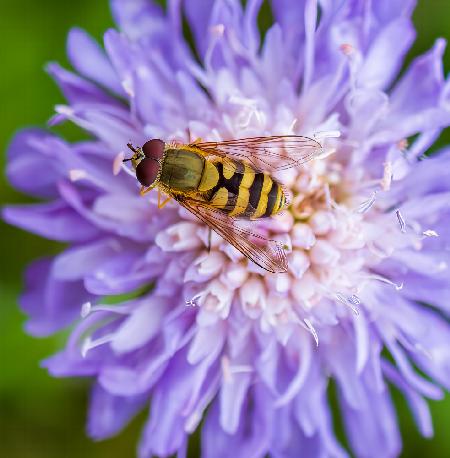 Hoverfly on Flower