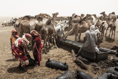 so much activity around the well at Borkou desert, Tchad