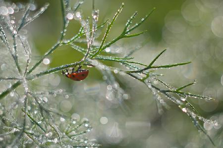 Shine of morning bokeh