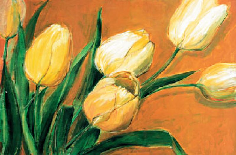 Tulipa Nova a Elisabeth Krobs