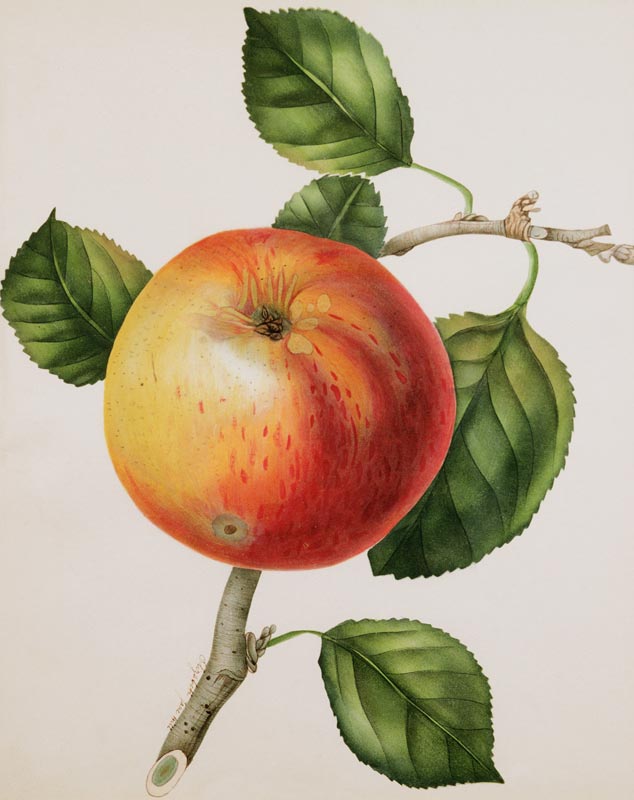 An Apple a Elizabeth Jane Hill