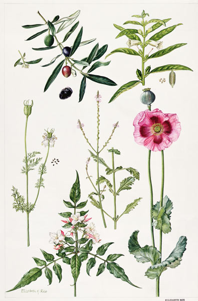 Opium Poppy and other plants (w/c)  a Elizabeth  Rice
