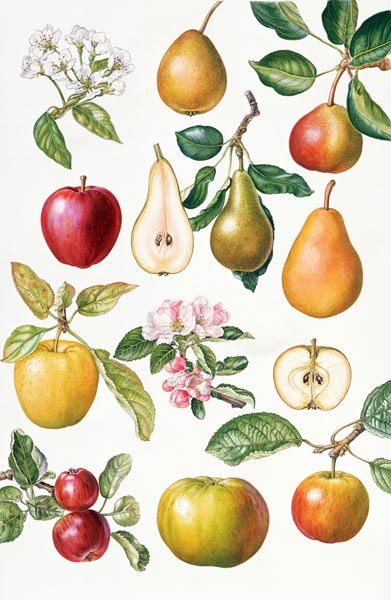 Apples and Pears (w/c)  a Elizabeth  Rice