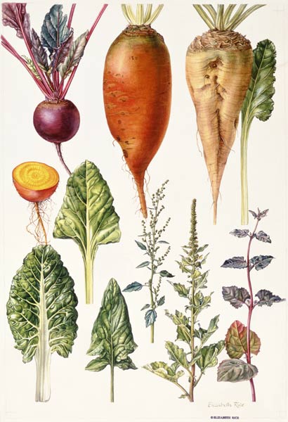 Beetroot and other vegetables (w/c)  a Elizabeth  Rice
