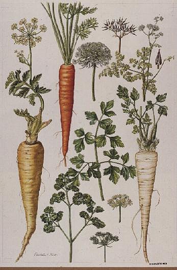 Carrot, Parsnip and Parsley (w/c)  a Elizabeth  Rice