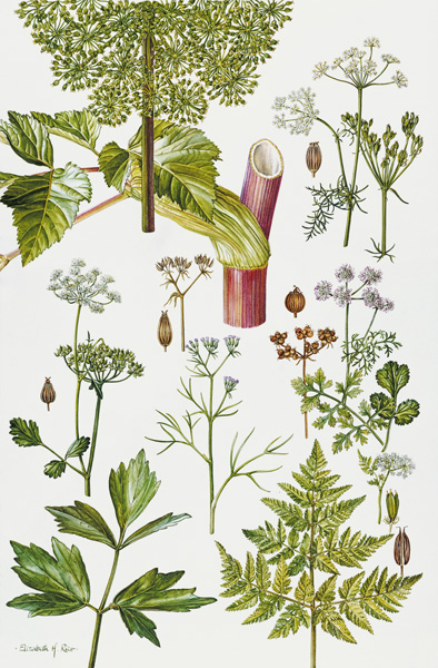 Garden Angelica and other plants (w/c)  a Elizabeth  Rice