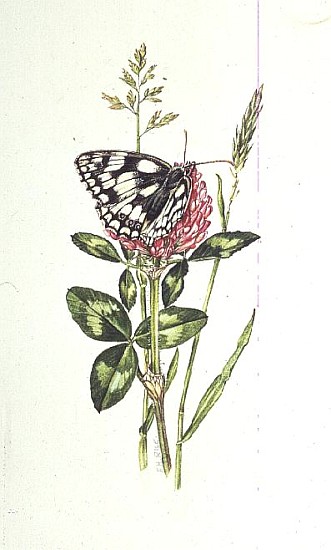 Marbled White Butterfly on Clover (w/c)  a Elizabeth  Rice