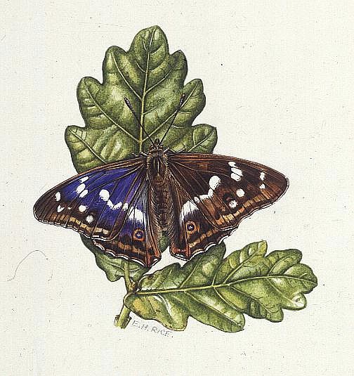 Purple Emperor Butterfly on Oak leaves (w/c)  a Elizabeth  Rice