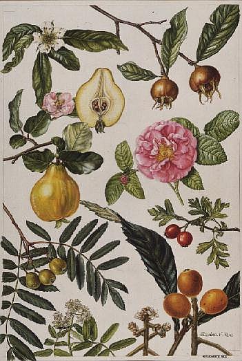 Quince and other fruit-bearing trees (w/c)  a Elizabeth  Rice