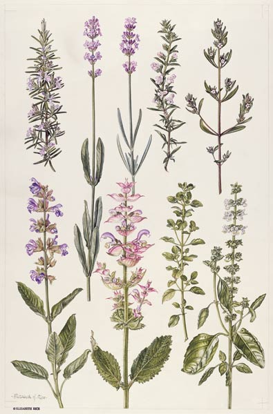 Rosemary and other herbs (w/c)  a Elizabeth  Rice