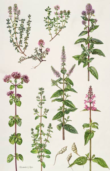 Thyme and other herbs (w/c)  a Elizabeth  Rice