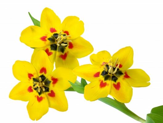 3 Tulpen a Elke Ursula Deja-schnieder