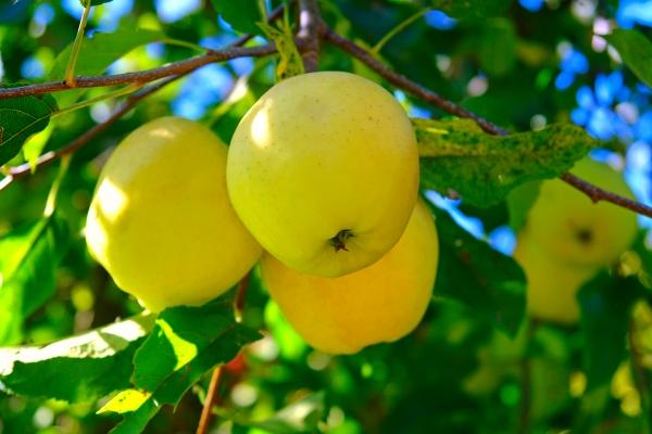 Makellose Äpfel Golden Delicious a Elke Ursula Deja-schnieder