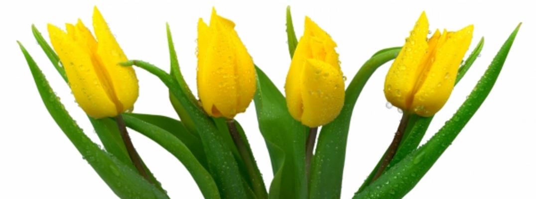 Frische Tulpen a Elke Ursula Deja-schnieder