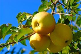 Makellose Äpfel Golden Delicious