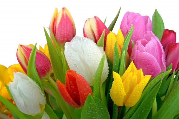 Tulpen mit Tautropfen a Elke Ursula Deja-schnieder