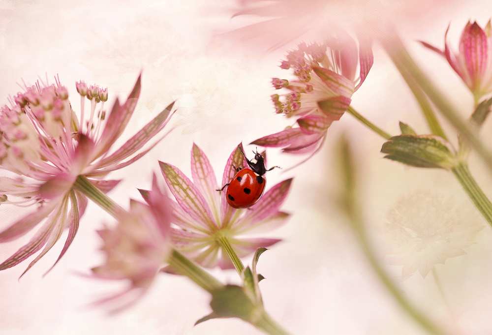 Ladybird and pink flowers a Ellen Van Deelen