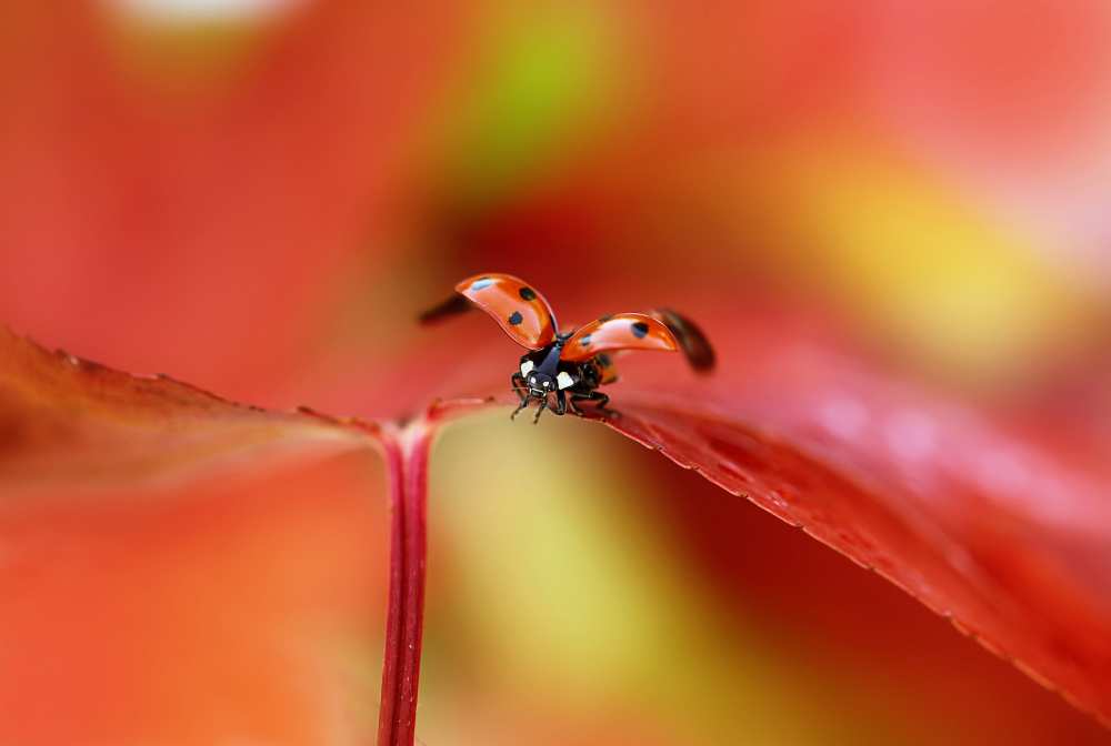Ladybird in autumn a Ellen Van Deelen
